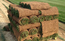 contact Uhl Turf for fescue sod