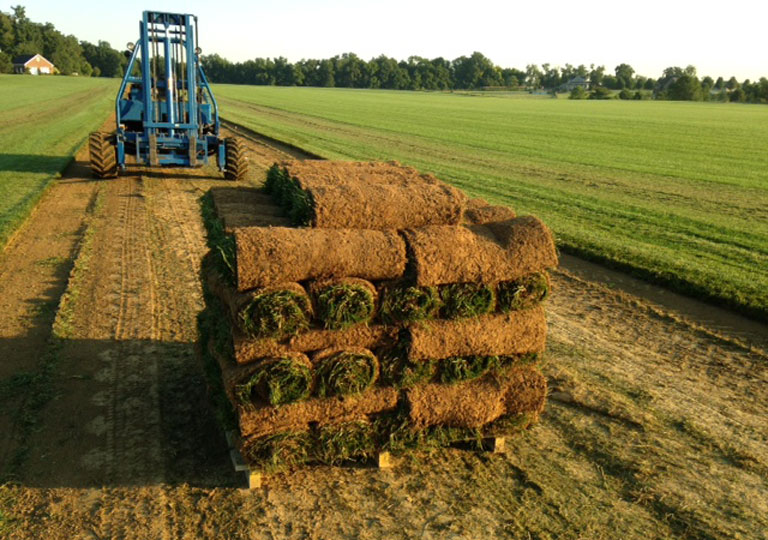 pallet of sod