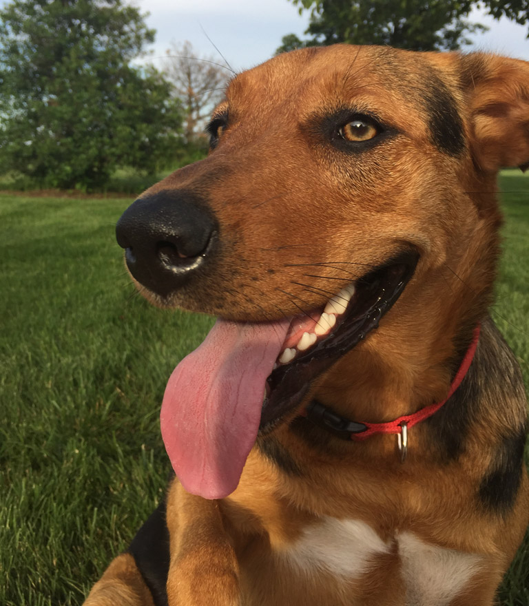 Dogs love lush green grass