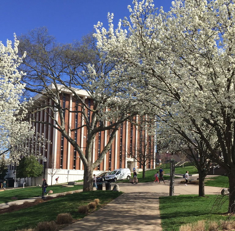 Dogs love lush green grass