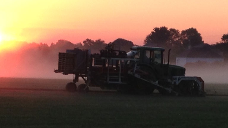 we harvest until the ground is frozen