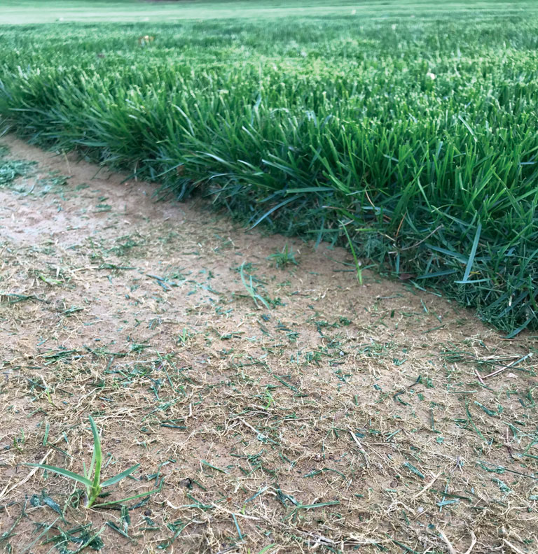image of field right after cutting rolls of sod