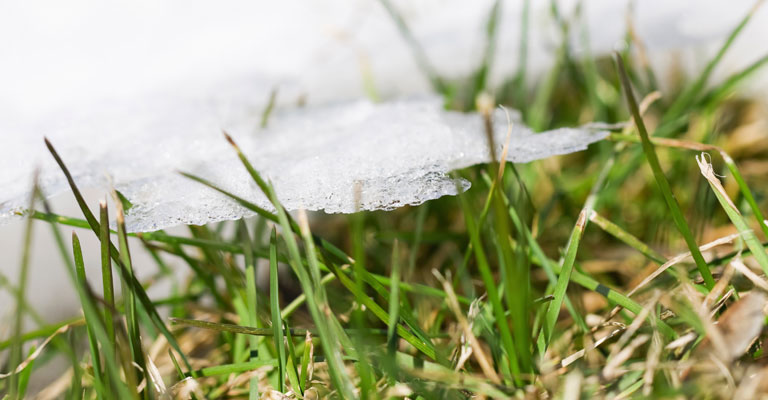 snow is melting - get ready for green grass