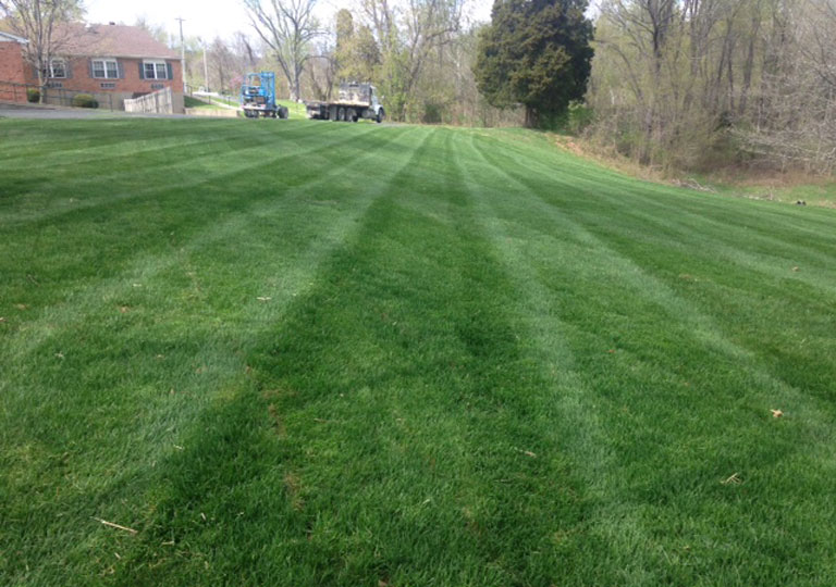 Sod looks great 11 days after a commercial installation